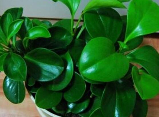 花卉小家碧玉怎么養(yǎng)，老農(nóng)總結(jié)八大基本方法