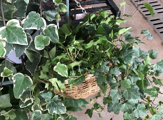 常春藤怎么養(yǎng)長得快，常春藤的養(yǎng)殖方法