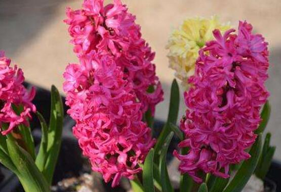 風(fēng)信子怎么種，老農(nóng)總結(jié)最簡(jiǎn)單有效五個(gè)步驟