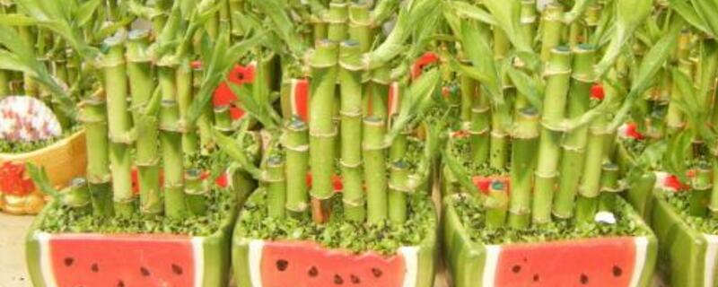 富貴竹冬天怎么養(yǎng)