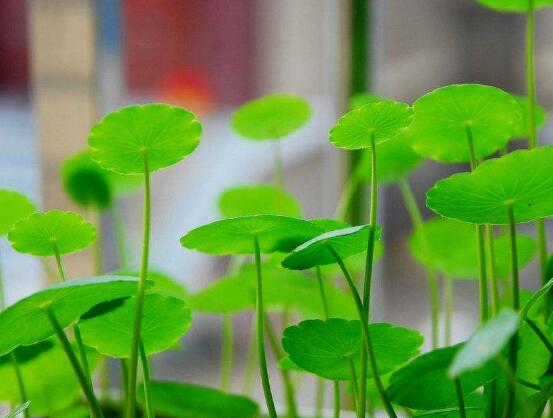 銅錢草的養(yǎng)殖方法和注意事項，老農(nóng)總結(jié)八大基本方法