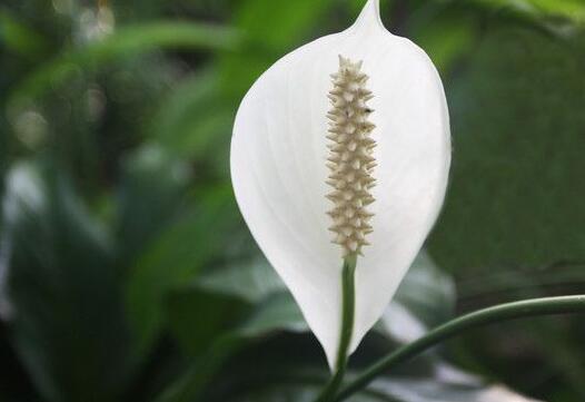 水培一帆風順的養(yǎng)殖方法，水質的要求最重要