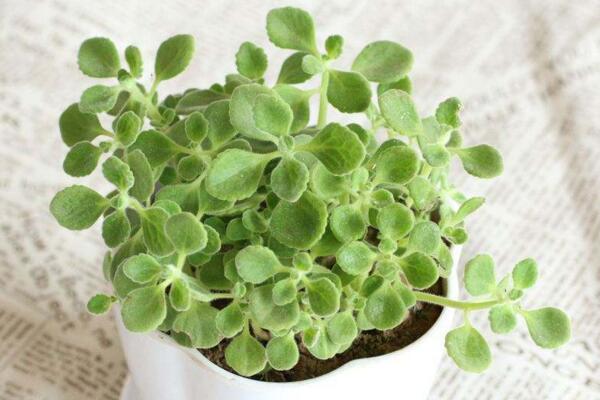 碰碰香夏天如何養(yǎng)護(hù)，控制光照并做好降溫措施