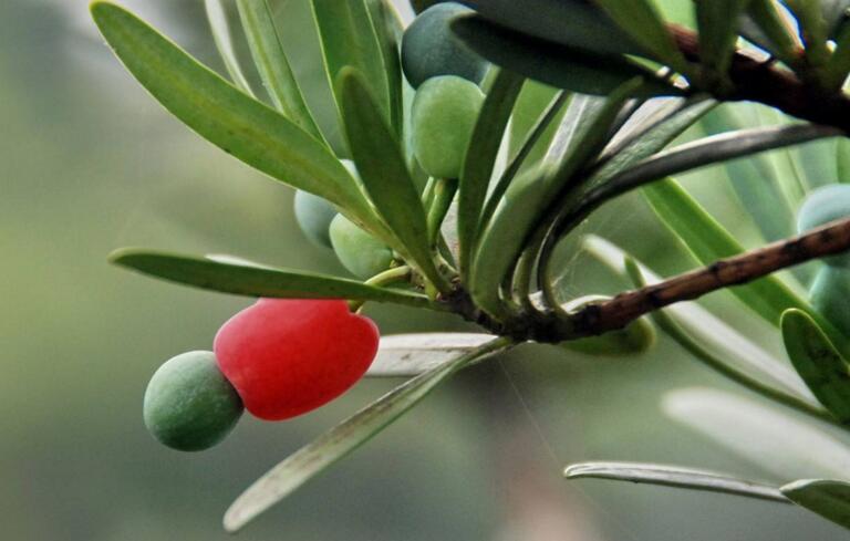 羅漢松果泡酒的方法，制作過程的4步驟