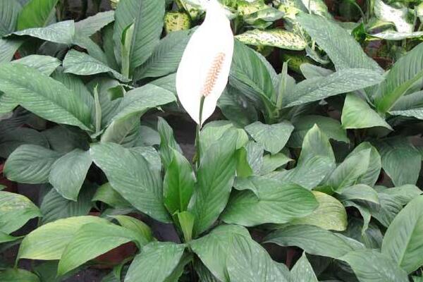 一帆風順可以水養(yǎng)嗎，水培的重點在于氧氣、營養(yǎng)以及陽光