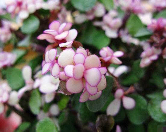 雅樂之舞怎么養(yǎng)出粉色，盆土合理/肥水結合/光照溫度適當