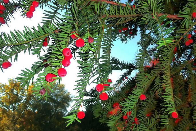 紅豆杉盆景價格，不同品種價格不同