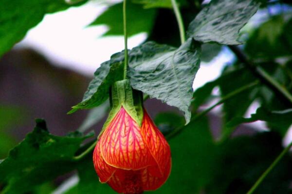 懸鈴花如何過(guò)冬