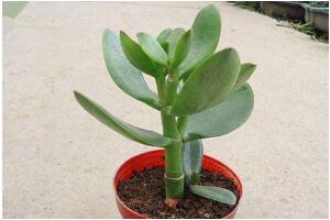 玉樹怎么扦插，玉樹扦插方法圖解(存活率100%）