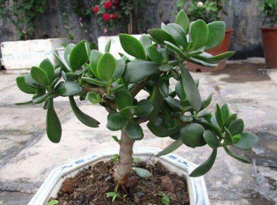 盆栽玉樹(shù)怎么養(yǎng)護(hù)，老農(nóng)總結(jié)七大養(yǎng)護(hù)方法