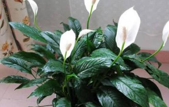 一帆風順花怎么移植，教你六個簡單易學步驟