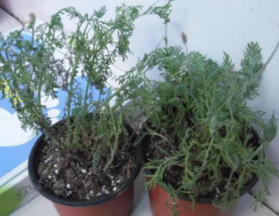 薰衣草葉子干枯怎么辦，教你正確的補(bǔ)救方法