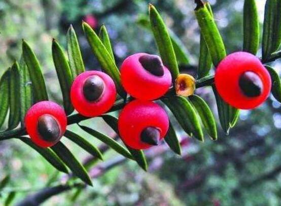 紅豆杉用什么土栽培好，疏松透氣、保水保肥