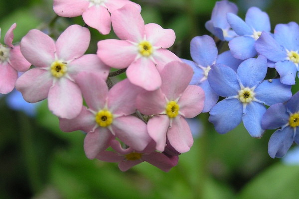 勿忘我冬天會(huì)死嗎