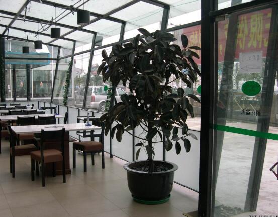 橡皮樹常見品種，盤點最好看的五大種類