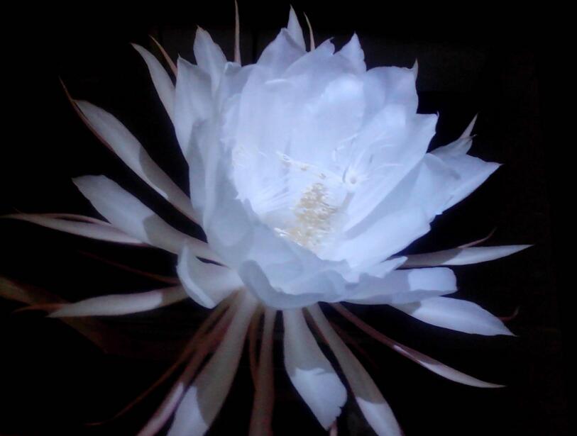 曇花種子種植方法，白天接受足夠的光照晚上才能開花