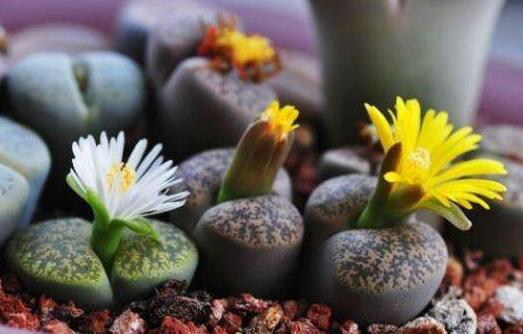 生石花花語是什么，不要送錯(cuò)/代表著堅(jiān)強(qiáng)的性格