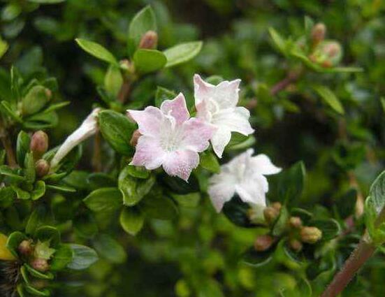 六月雪為什么不開花，三種原因以及解決辦法