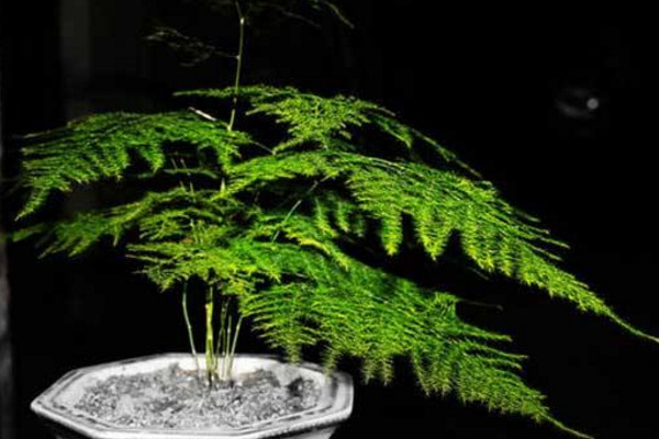 文竹怎么養(yǎng)才能更旺盛，提供充足散射光及時施肥