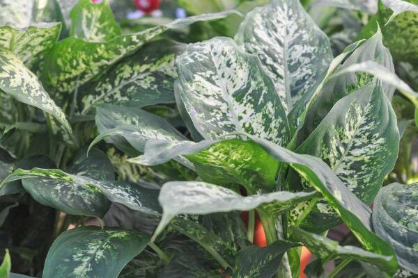 萬(wàn)年青開(kāi)花好嗎，寓意健康長(zhǎng)壽，吉祥如意