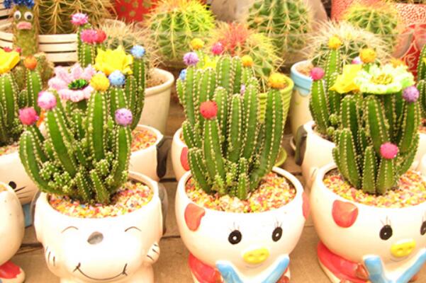 仙人掌的資料，簡介、種類以及價值