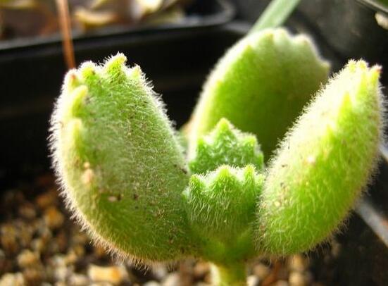 熊童子用什么土，腐葉土、園土、沙土最為合適