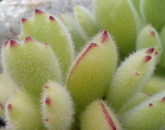 熊童子和白熊的區(qū)別，老農(nóng)總結(jié)最直觀兩種分辨方法