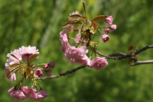 櫻花樹幾天澆一次水，春夏秋冬四季澆水各不相同
