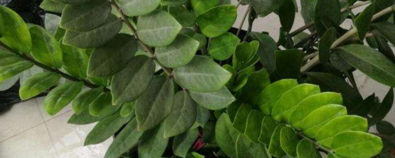 金錢(qián)樹(shù)長(zhǎng)蟲(chóng)子怎么辦