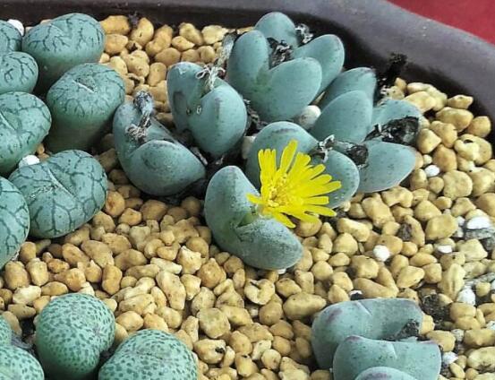 生石花怎么分株繁殖，教你一學(xué)就會(huì)五個(gè)基本步驟