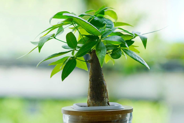 發(fā)財樹樹干變軟怎么辦