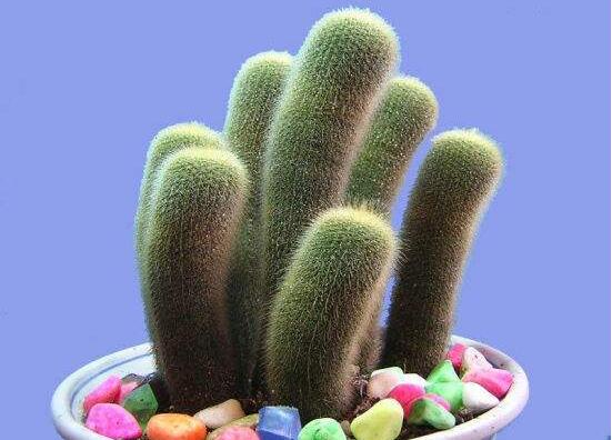 仙人掌多久開花一次，養(yǎng)殖3-5年才可開花