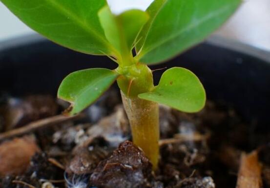 虎刺梅的繁殖方法，教你兩種最常用的繁殖方法(扦插與組培)