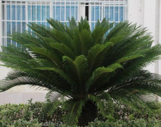 養(yǎng)鐵樹有什么忌諱，沖擊財(cái)運(yùn)與福運(yùn)/戀愛結(jié)婚難