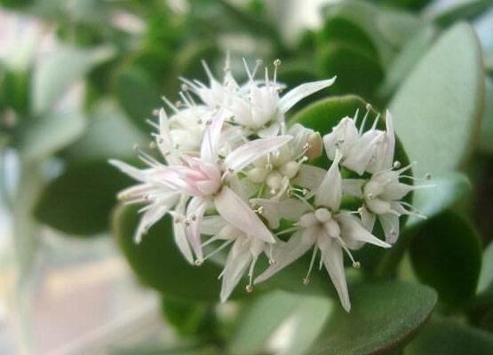 玉樹冬天怎么養(yǎng)，教你六個(gè)方法安然過(guò)冬