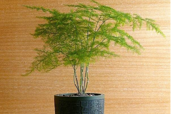 文竹怎么繁殖，播種繁殖/分株繁殖/扦插繁殖