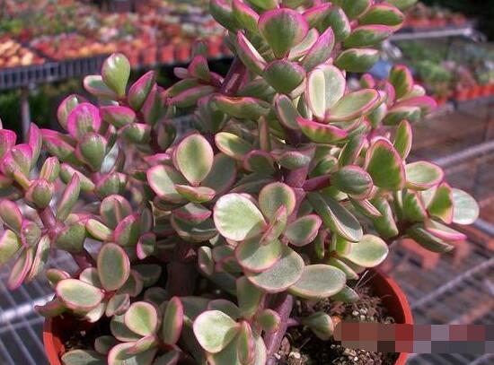 雅樂之舞怎么養(yǎng)才變紅，教你五種最快速變紅好方法