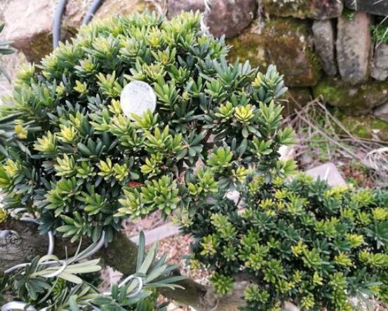 什么品種羅漢松最貴，珍珠羅漢松當之無愧(售價高達上百萬)