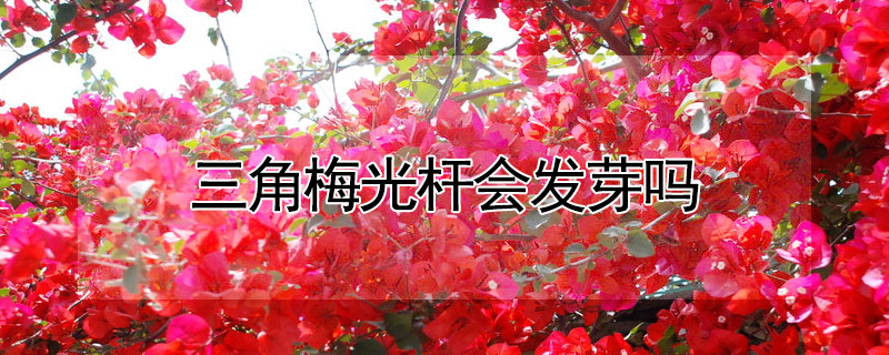 三角梅光桿會發(fā)芽嗎