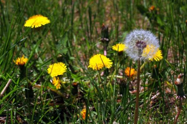蒲公英怎么取種和栽培，6月份種子成熟即可采取
