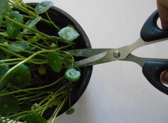 銅錢草怎么修剪，銅錢草剪掉葉子能活嗎