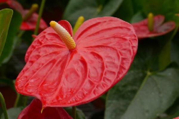 紅掌的寓意是什么，大展宏圖、火熱與希望