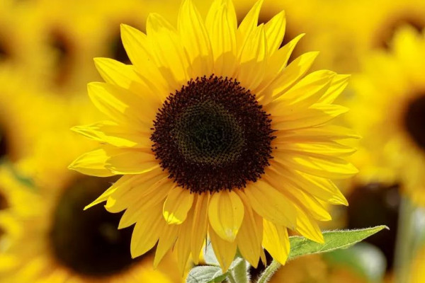 向日葵謝了還會(huì)再開嗎