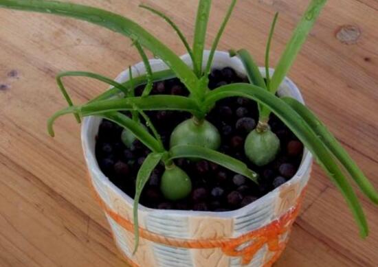 虎眼萬年青種子怎么種，萬年青的種植方法