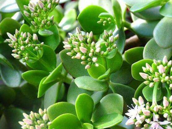 玉樹常見的病蟲害防治，教你四種辦法簡(jiǎn)單學(xué)會(huì)