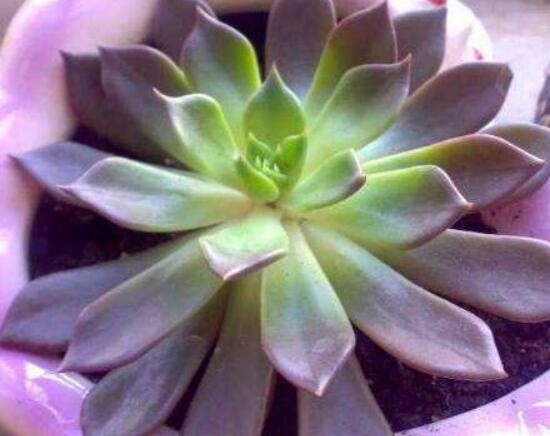 寶石花怎么繁殖，老農(nóng)總結(jié)四種繁殖方法(播種繁殖簡(jiǎn)單易學(xué))