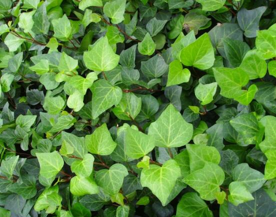 常春藤的養(yǎng)殖方法和注意事項(xiàng)，老農(nóng)總結(jié)八大基本方法