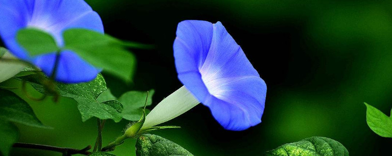 牽?；úシN需要泡種嗎