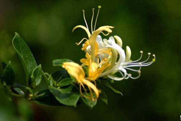 金銀花樹苗的種植方法，種后養(yǎng)護(hù)非常關(guān)鍵
