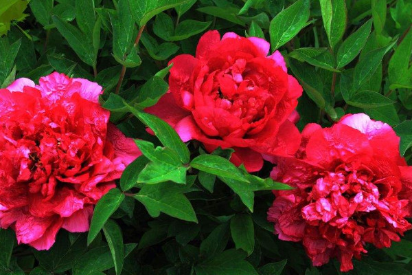 牡丹花種子什么時(shí)候成熟